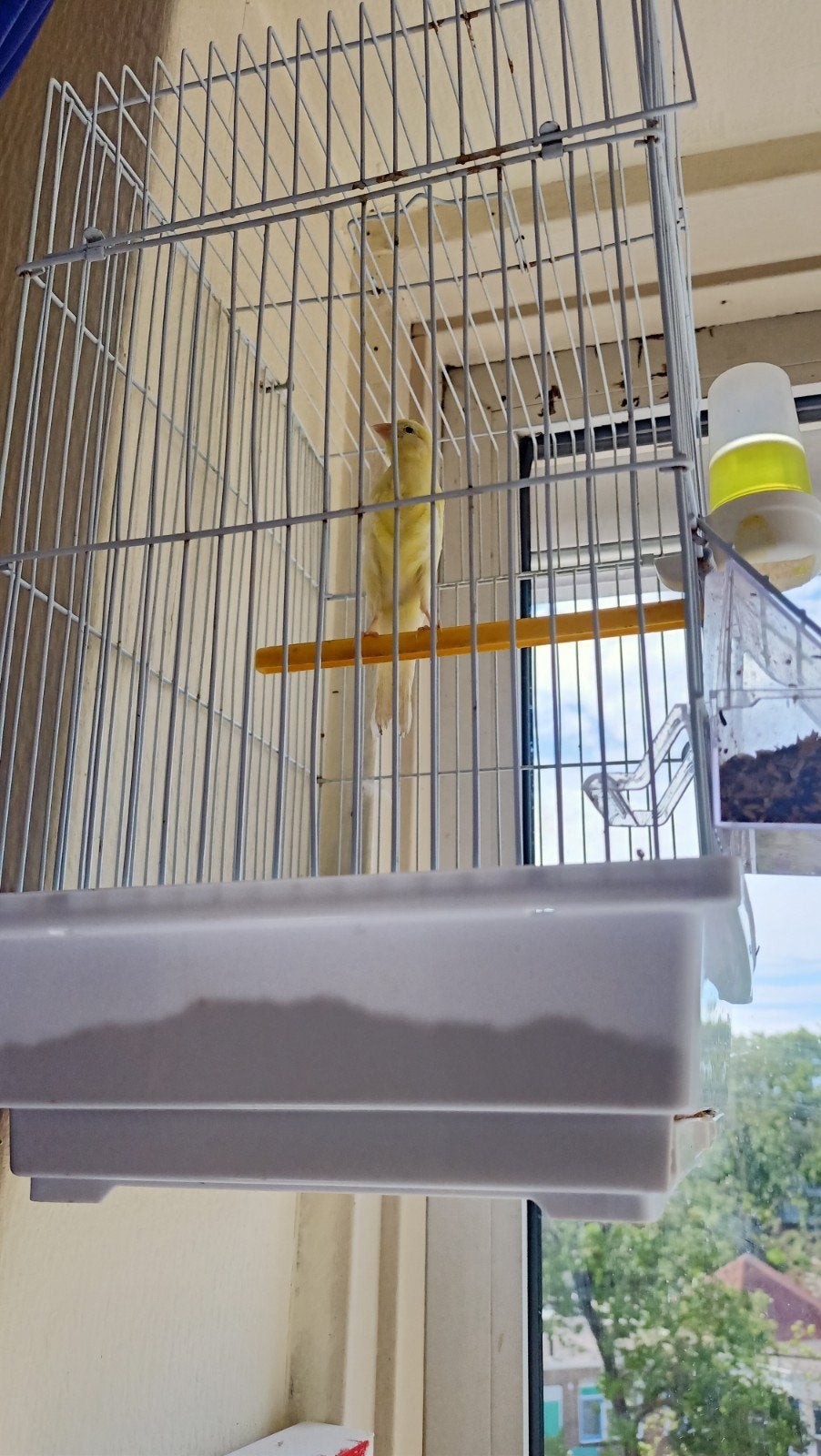 Kanarie man van 2026, Dieren en Toebehoren, Vogels | Kanaries