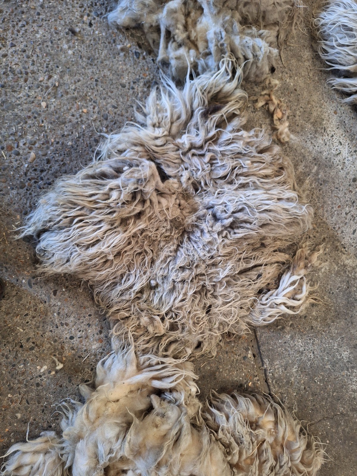 Wol, Ophalen, Figuurtje(s)