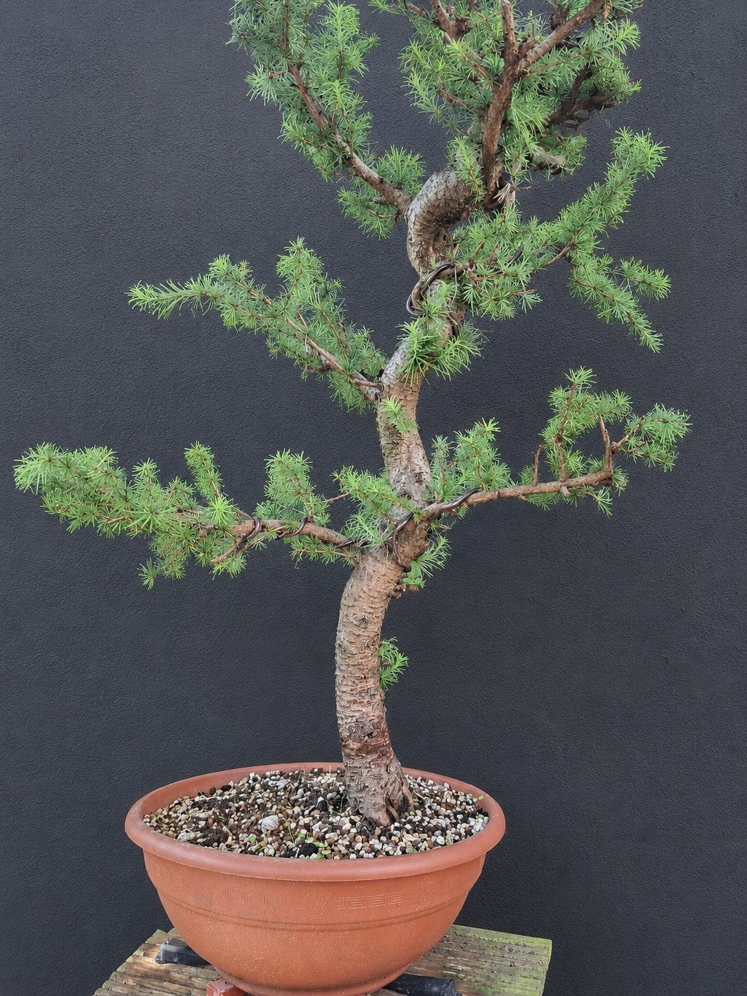 bonsai, Ophalen, Bloeit niet, Overige soorten, Minder dan 100 cm