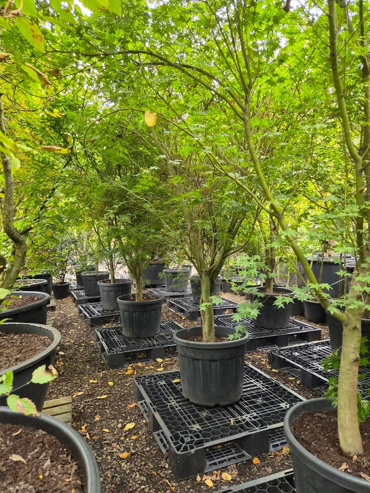 Acer Palmatum XXL - Japanse Esdoorn Grote Maat, Overige soorten, Lente, 250 tot 400 cm, Ophalen