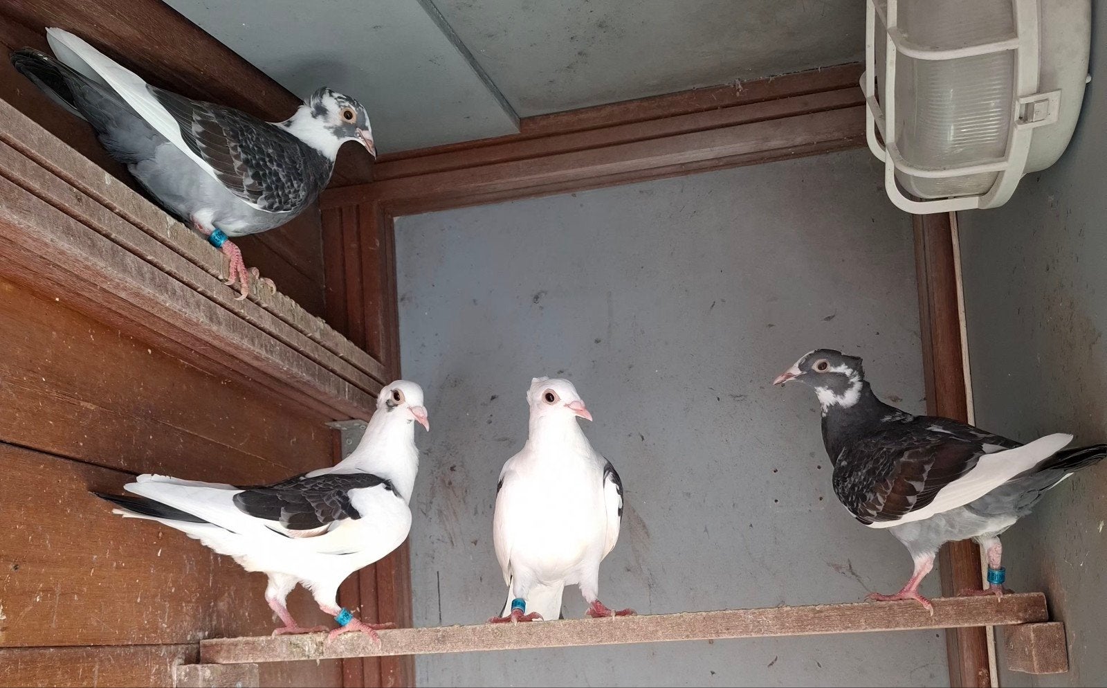 postduiven 4 Jan Aarden, Dieren en Toebehoren, Vogels | Overige Vogels, Meerdere dieren