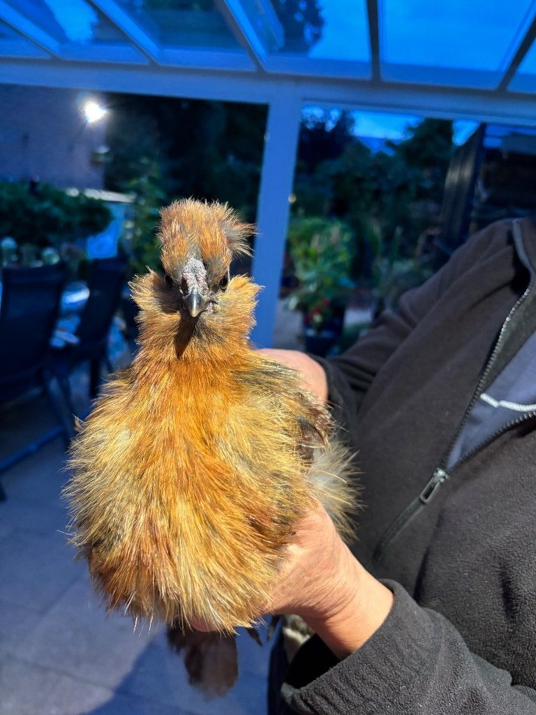 Zijdehoen haantje, Dieren en Toebehoren, Mannelijk, Kip
