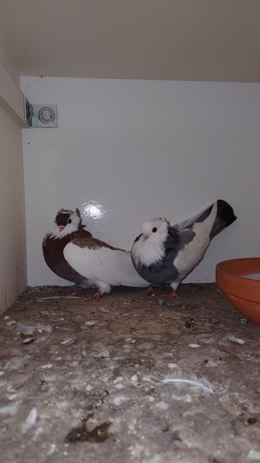 Felegyhazer Duiven Sierduiven., Dieren en Toebehoren, Meerdere dieren, Overige soorten