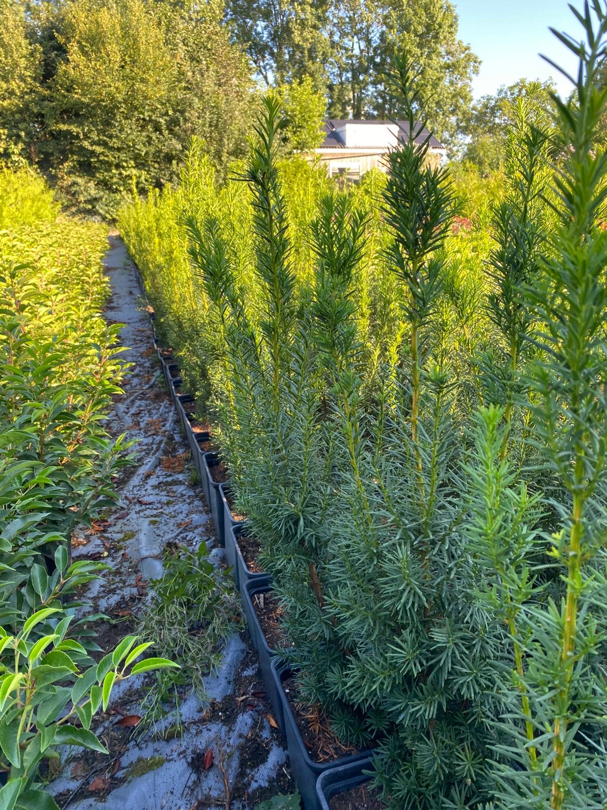 Taxus baccata 90cm in20cmpot €2,50 een prima buxus vervanger, Tuin en Terras, Ophalen, Taxus, Minder dan 100 cm