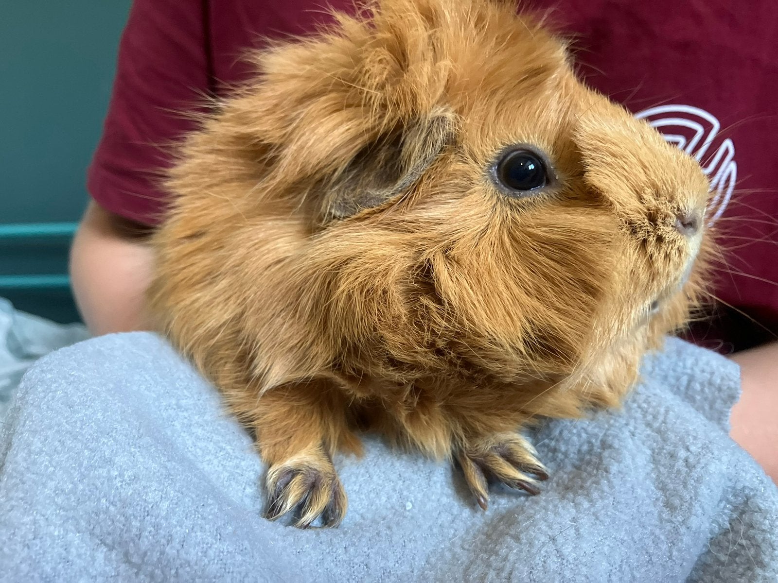 Twee lieve cavia beertjes, Cavia, Augustus, Mannelijk, Tam