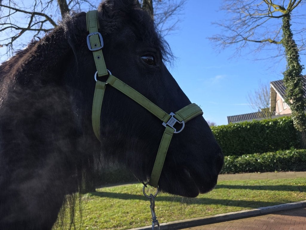 Stalling en weidegang, Weidegang