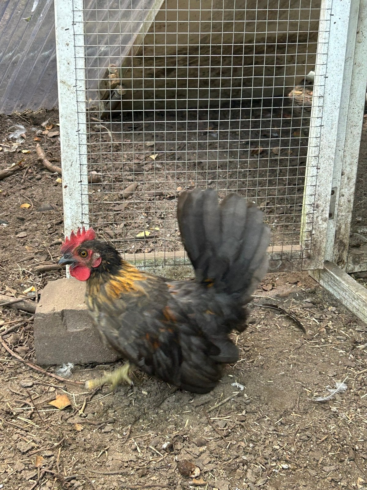 Chabo haantje, Dieren en Toebehoren, Mannelijk, Kip