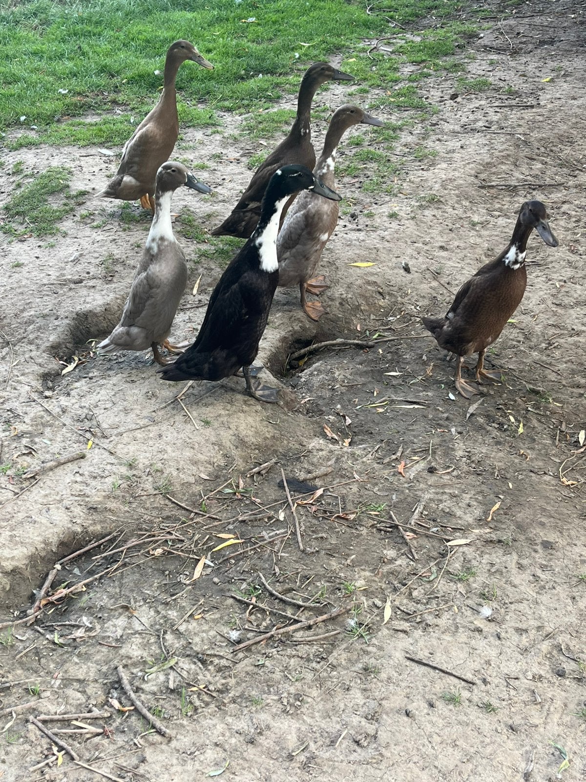 Loopeenden, Dieren en Toebehoren, Meerdere dieren, Eend