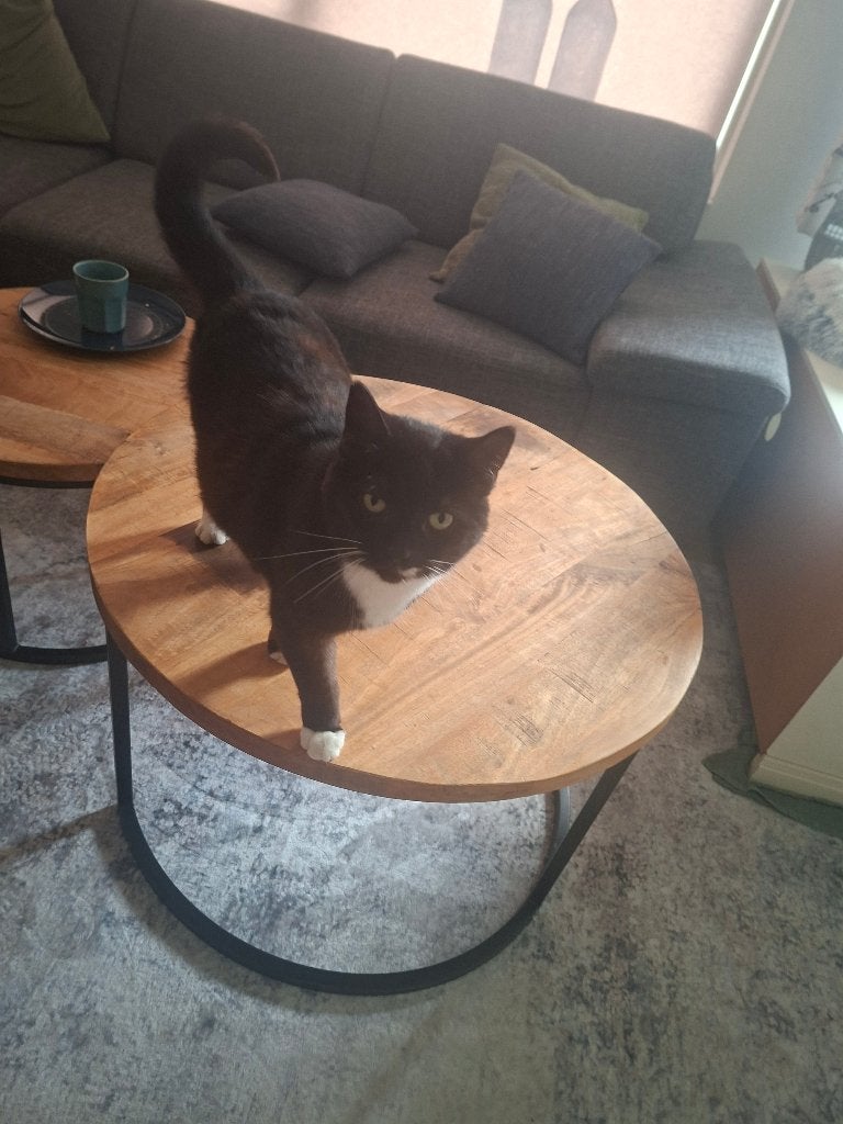 Europese korthaar, Poes, Gechipt, 6 jaar of ouder