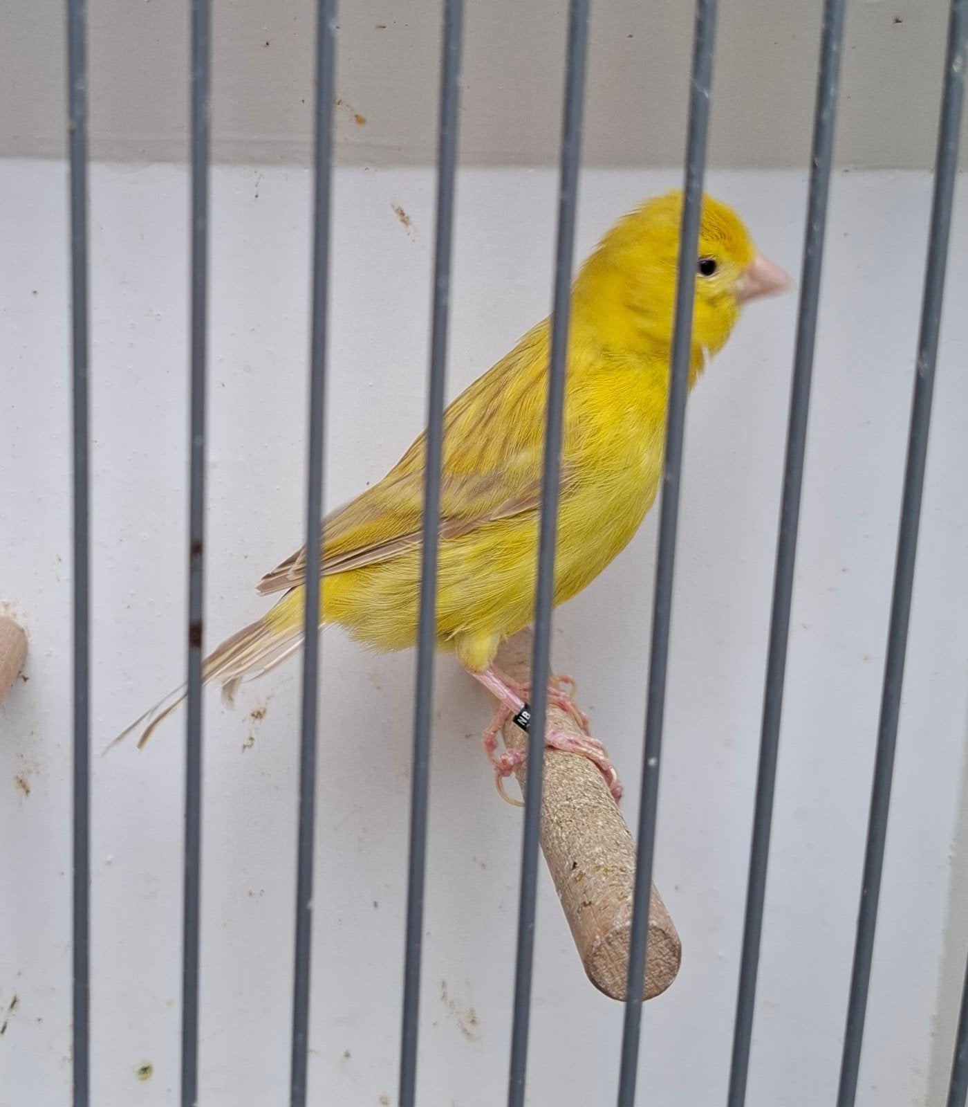 kanaries, Dieren en Toebehoren, Meerdere dieren, Kleurkanarie