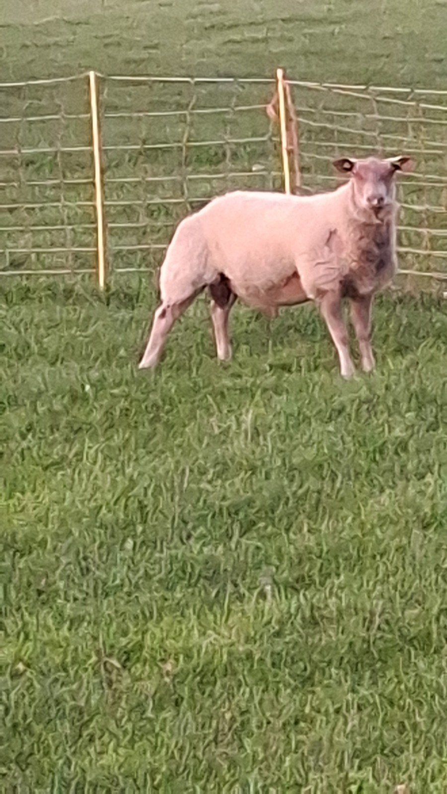 te koop, mooie luxe ramlam, Dieren en Toebehoren, Mannelijk, Schaap, 0 tot 2 jaar