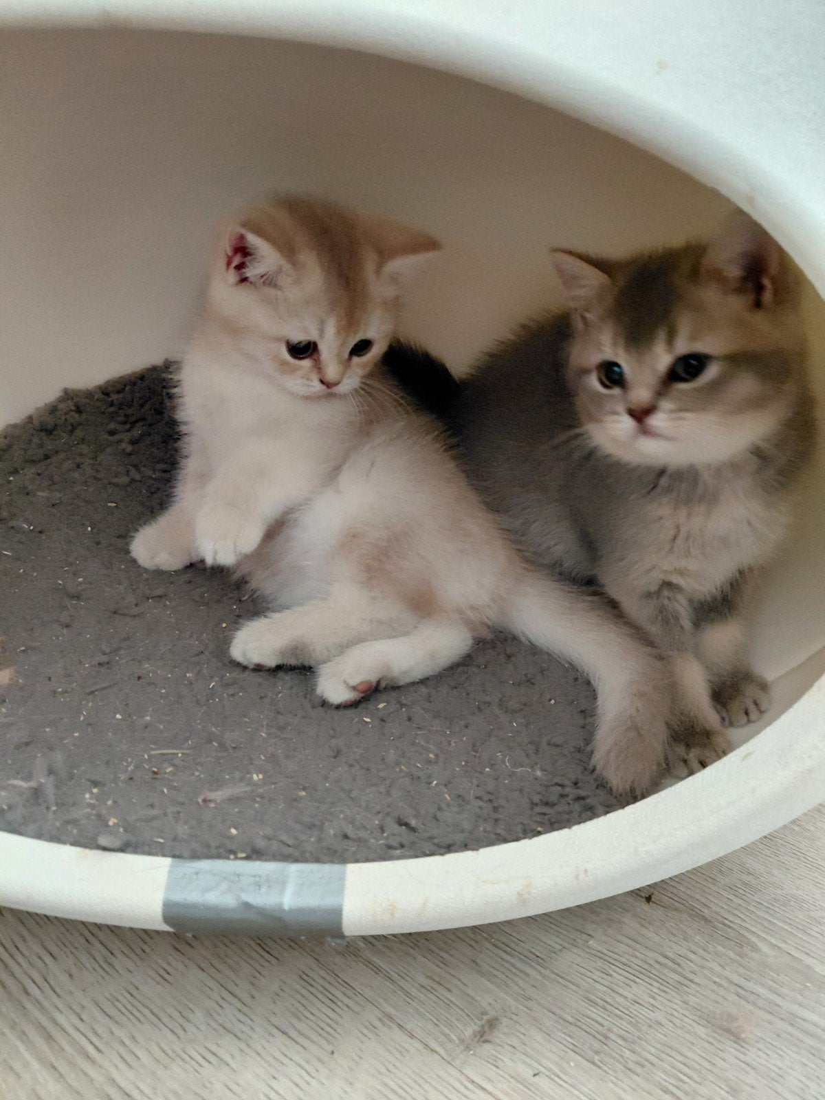 prachtige nestje raszuivere britse korthaar kittens, Meerdere dieren, Ontwormd