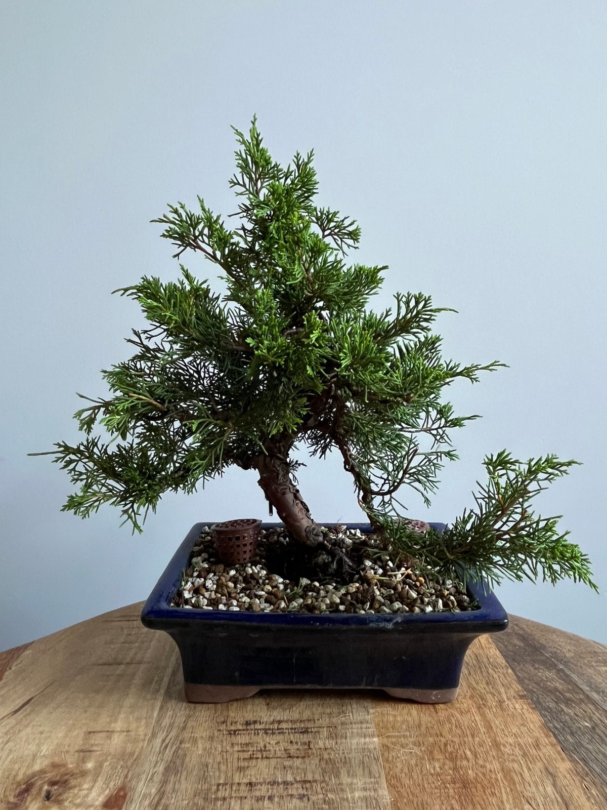 Juniperus Chinensis Itoigawa Bonsai, Verzenden, Bloeit niet, Overige soorten, Minder dan 100 cm