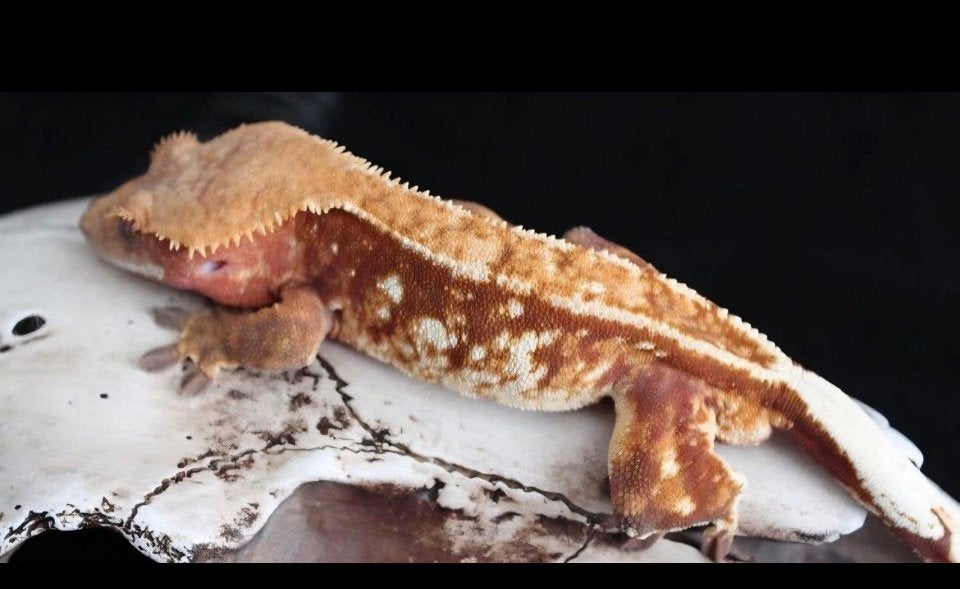 Red Lilly white wimpergekko, ciliatus Crested Gecko photo 4