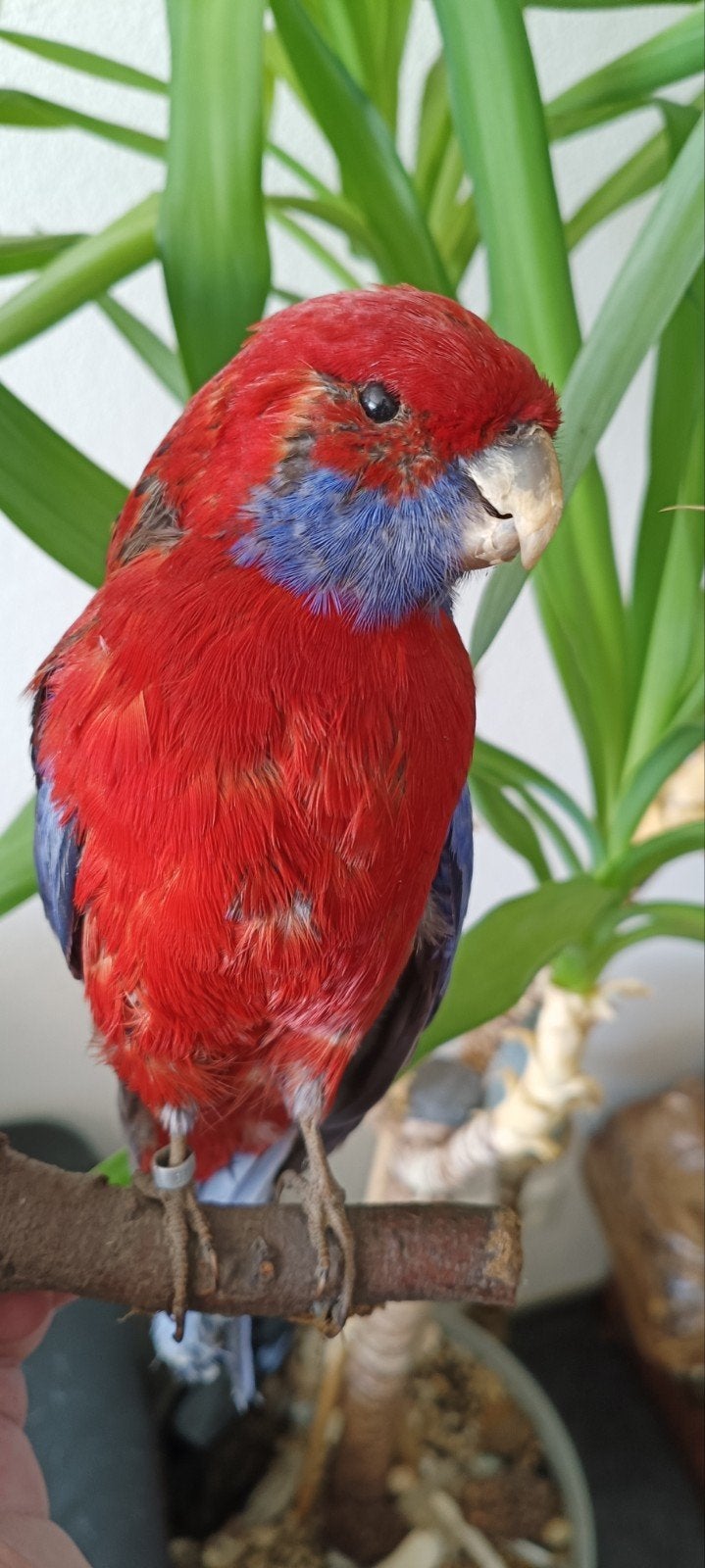 Australische rosella taxidermie opgezette Vogel, Ophalen of Verzenden, Zo goed als nieuw, Vogel, Opgezet dier