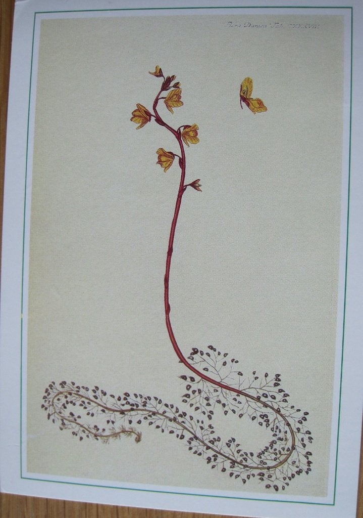 Flora Danica - ingekleurde gravure op kaart, Verzenden, 1980 tot heden, Gelopen, Natuur