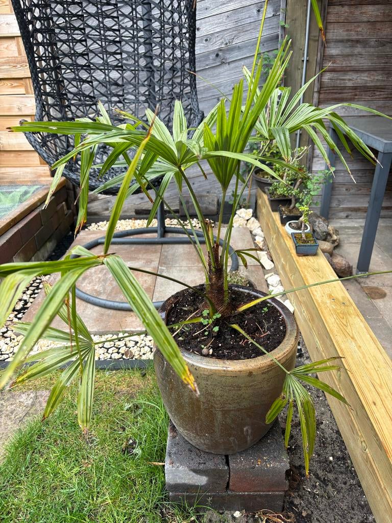 Winterharde Trachycarpus Fortunei, Tuin en Terras, Overige soorten, Volle zon, Vaste plant, Ophalen of Verzenden