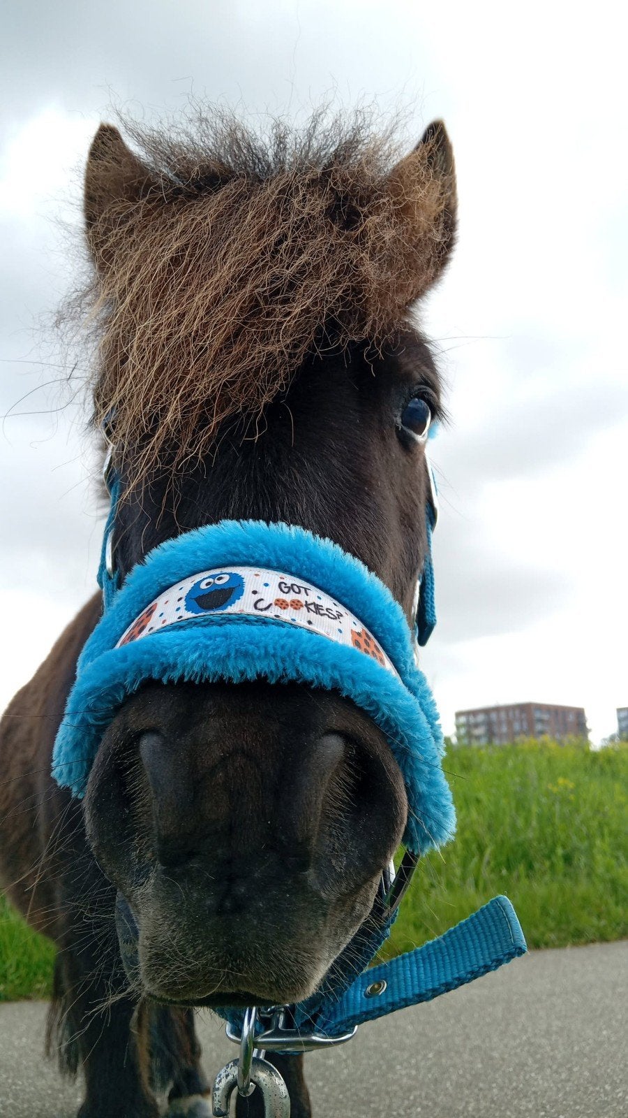 Koekiemonster halster maat mini shet/shetlander, Shetlander, Recreatie, Ophalen of Verzenden, Blauw