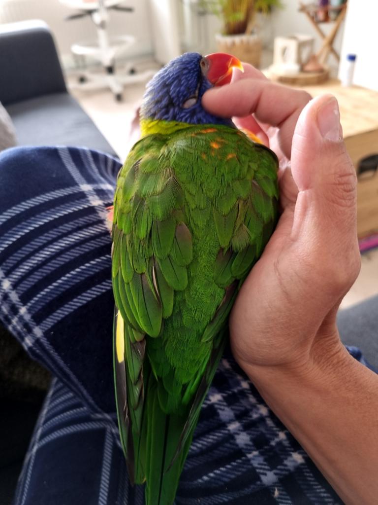Lori zoekt gouden huisje, Dieren en Toebehoren, Vogels | Parkieten en Papegaaien, Vrouwelijk, Papegaai