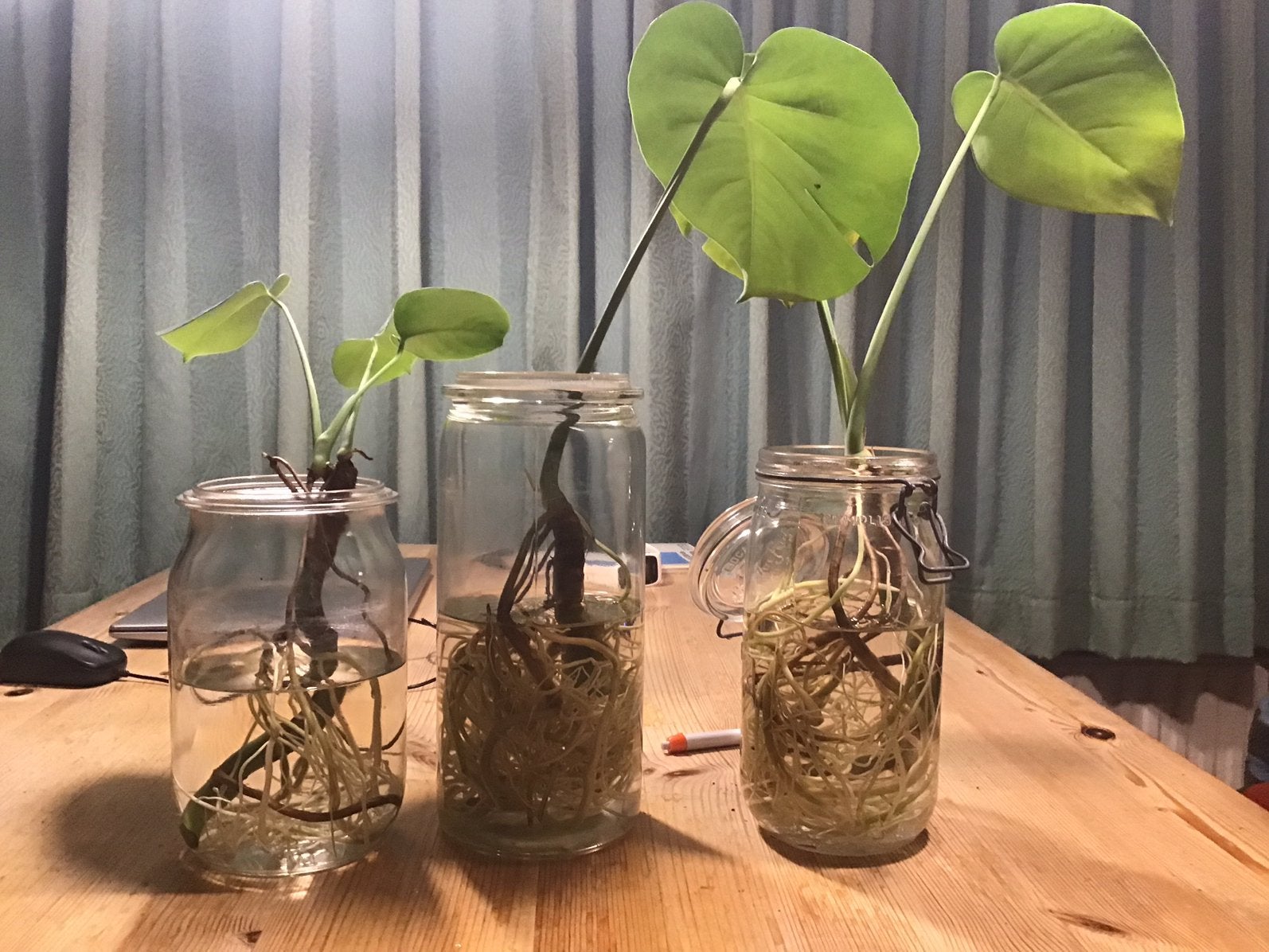 3 Stekken  Monstera, Ophalen, Halfschaduw, Minder dan 100 cm