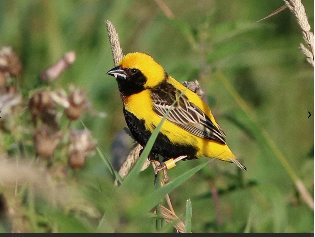 Gezocht: Napoleon wever man of koppel, Dieren en Toebehoren, Meerdere dieren, Tropenvogel, Geringd