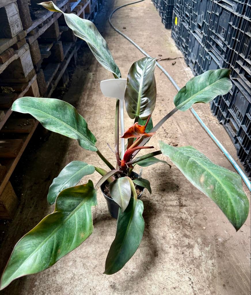 Philodendron Imperial Red - P15, Huis en Inrichting, Kamerplanten, Overige soorten, In pot, Minder dan 100 cm, Groene kamerplant