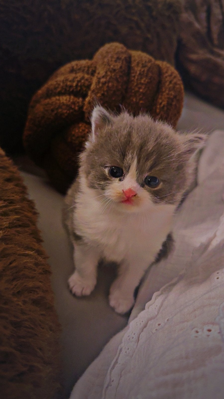 2 superlieve kittens, Dieren en Toebehoren