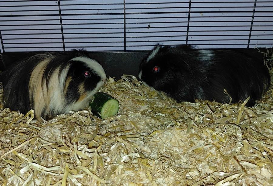 2 Mooie cavia`s, Dieren en Toebehoren, Knaagdieren, Cavia, Mannelijk, November, Tam
