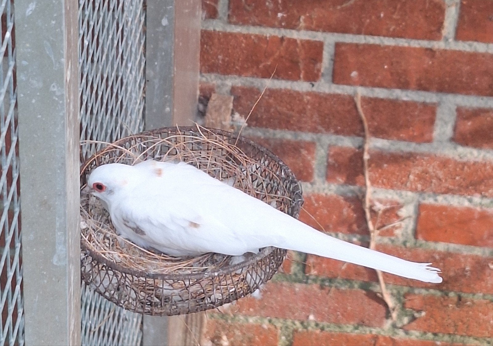 diamantduiven, Meerdere dieren