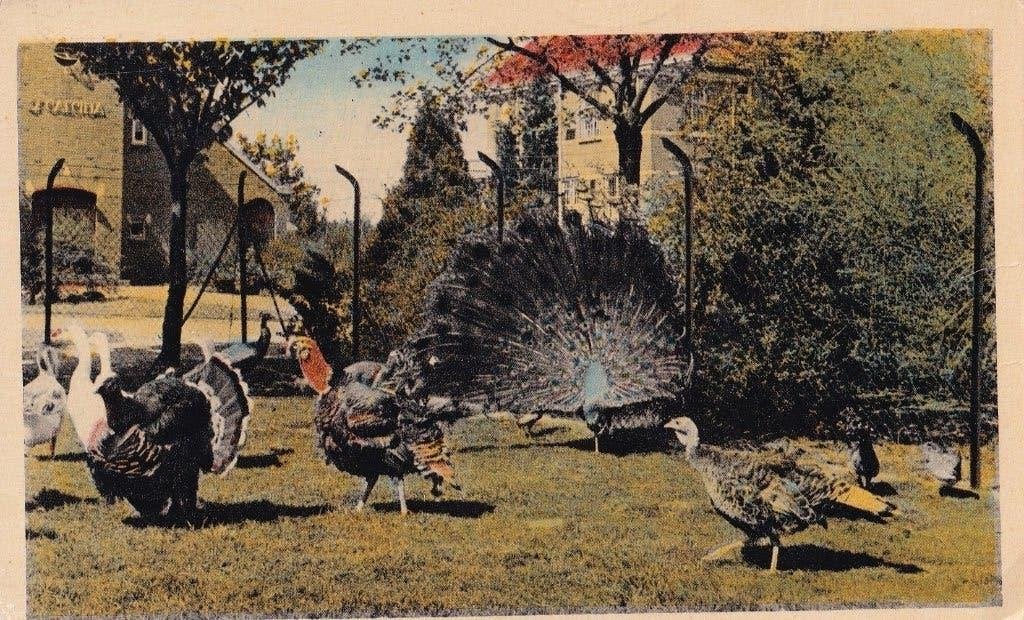 Oude Ansichtkaart Huize Padua Boekel Dierenpark, Verzenden, 1940 tot 1960, Gelopen, Noord-Brabant
