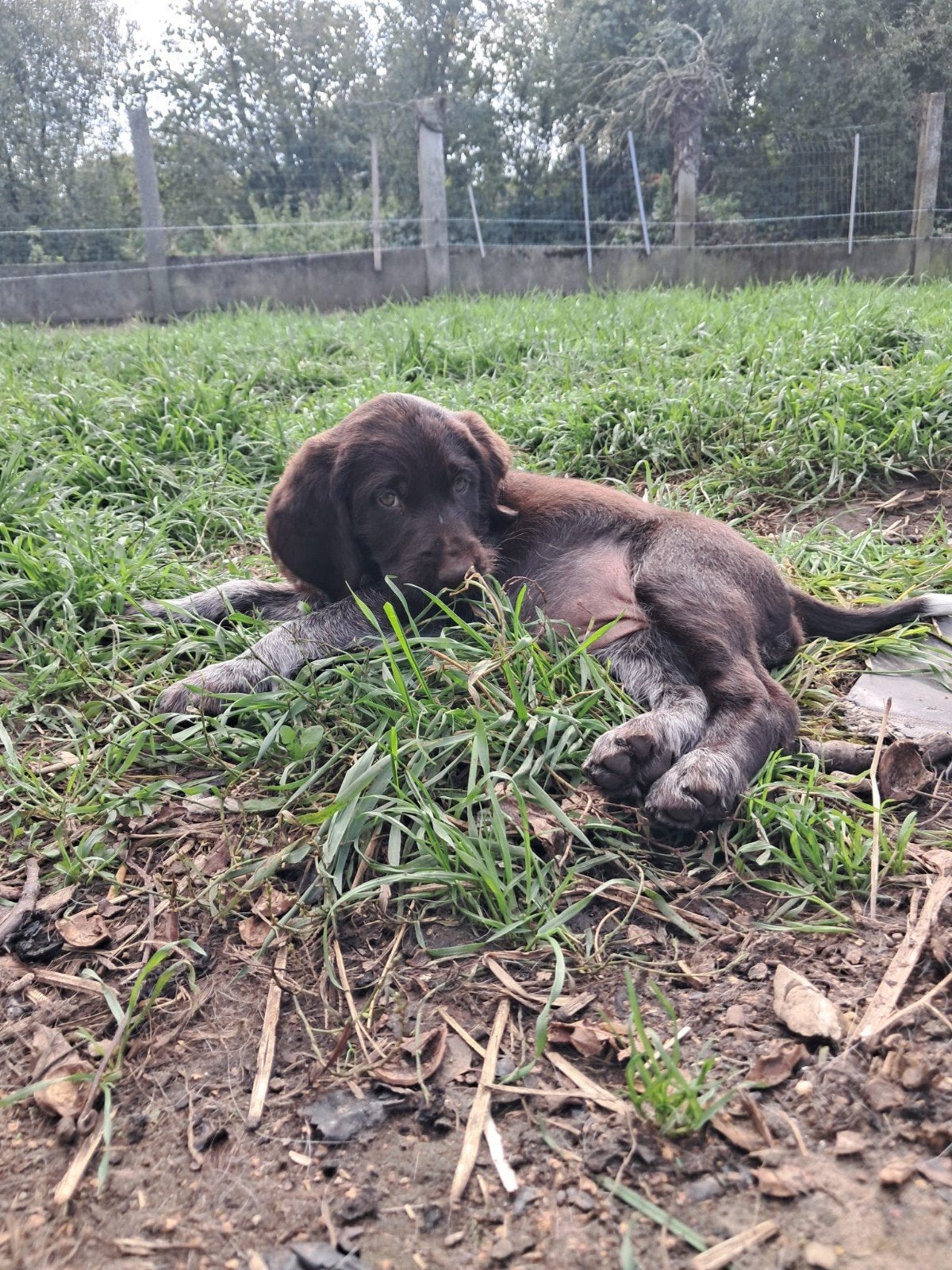 pups Duitse draadhaar gemengde kleur, Dieren en Toebehoren, België, Particulier, CDV (hondenziekte), Teef