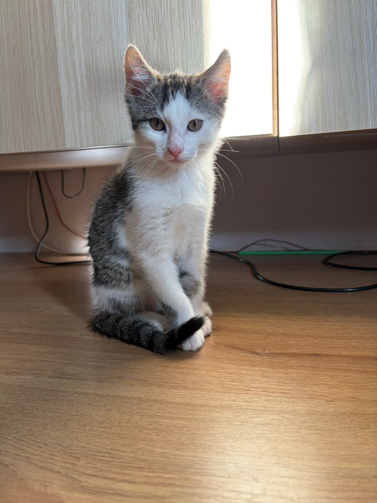 1 Lief Katertje Te Koop, Kater, Ontwormd, 0 tot 2 jaar