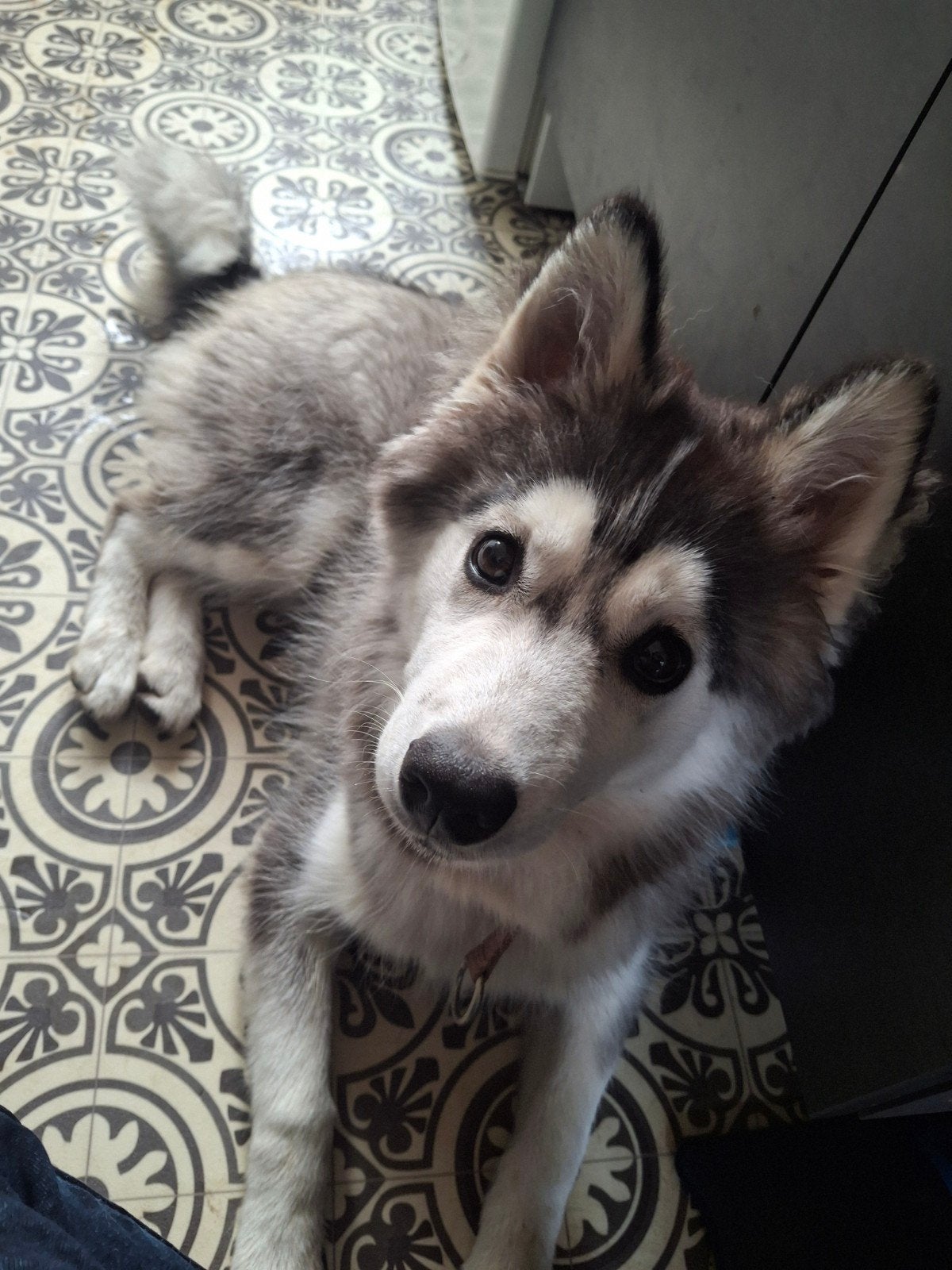 pomsky pup, Parvo, 15 weken tot 1 jaar, Overige rassen, Teef