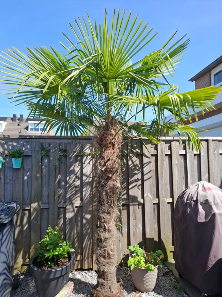 Palmbomen 2 stuks, Tuin en Terras, Planten | Bomen, 100 tot 250 cm, Zomer, Palmboom, Ophalen