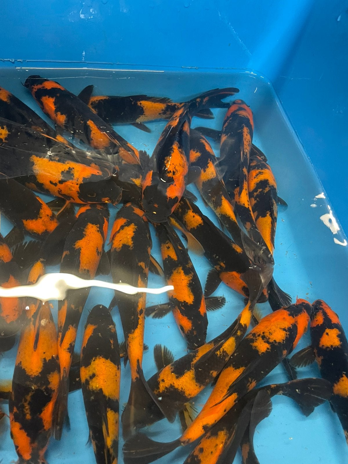 Zeer mooie hi utsuri van 15-25 cm, Dieren en Toebehoren, Karper of Koi