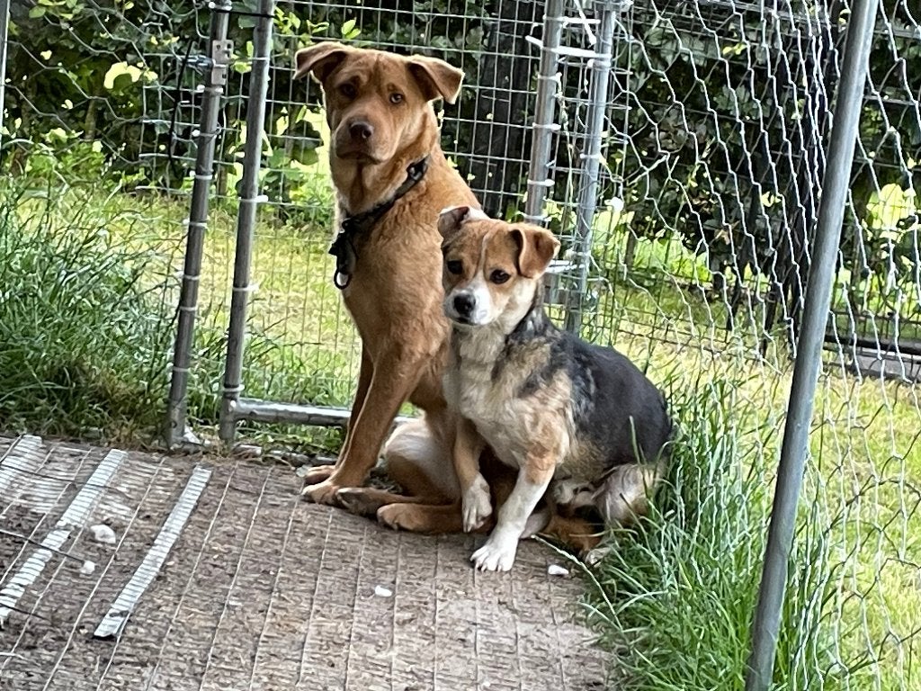 Orina grote pup ter adoptie, Dieren en Toebehoren, Honden | Niet-rashonden, Particulier, 15 weken tot 1 jaar, Buitenland, Teef