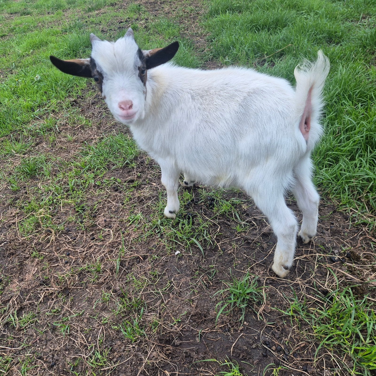 Bokje. handtam, Dieren en Toebehoren, Mannelijk, Geit, 0 tot 2 jaar