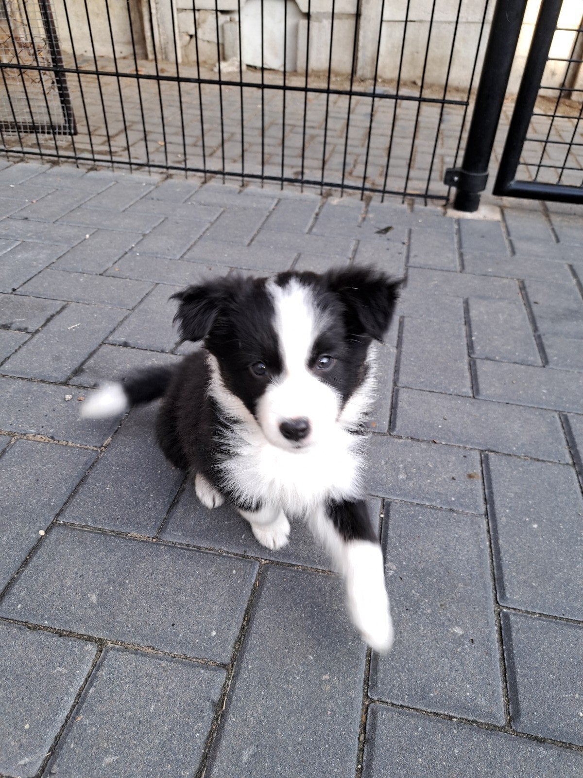 Border collie teefje mag het nest verlaten, 8 tot 15 weken, Collie, Meerdere, Meerdere dieren