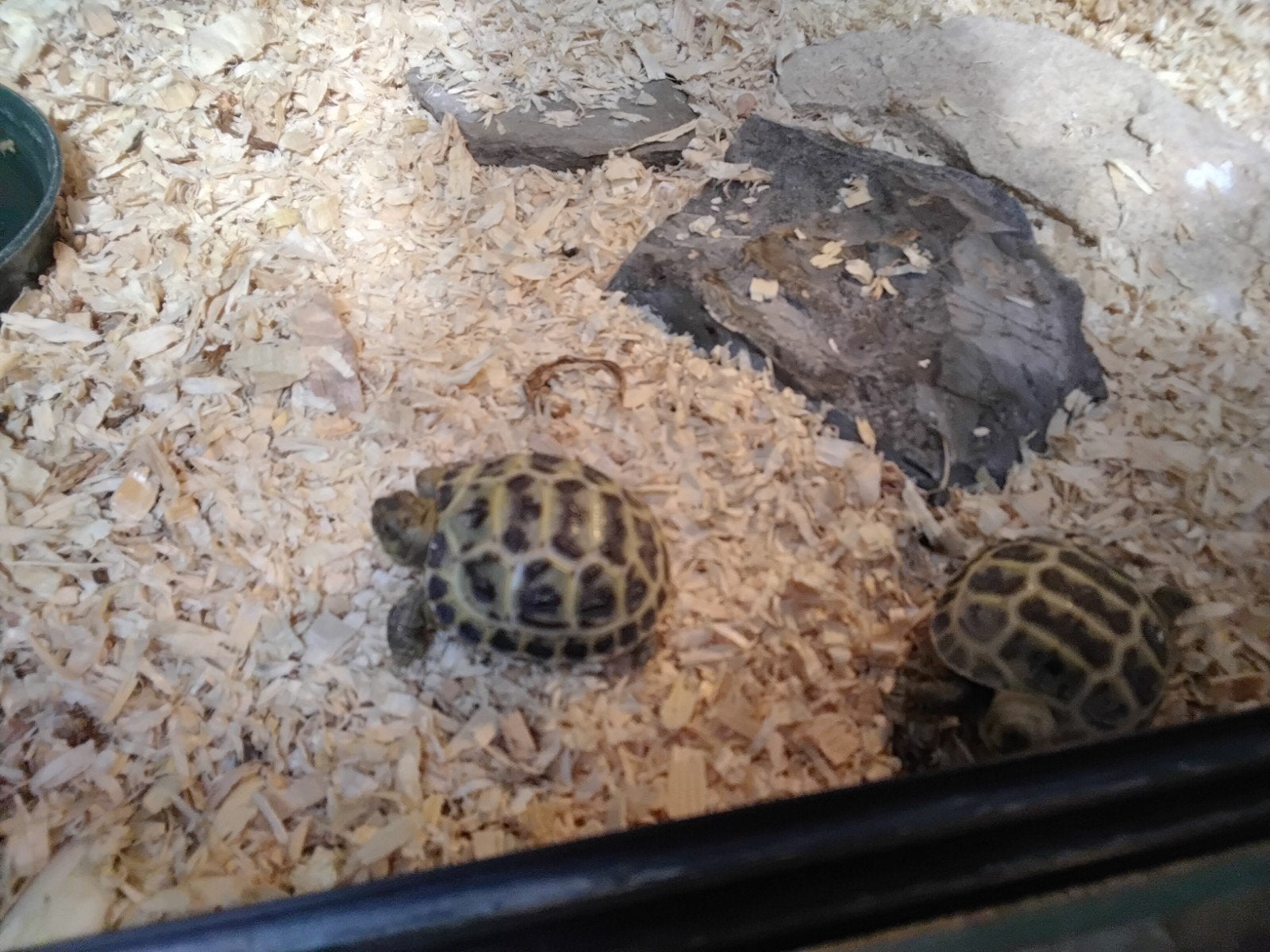 schildpadden testudo horsvildie, Schildpad, 0 tot 2 jaar