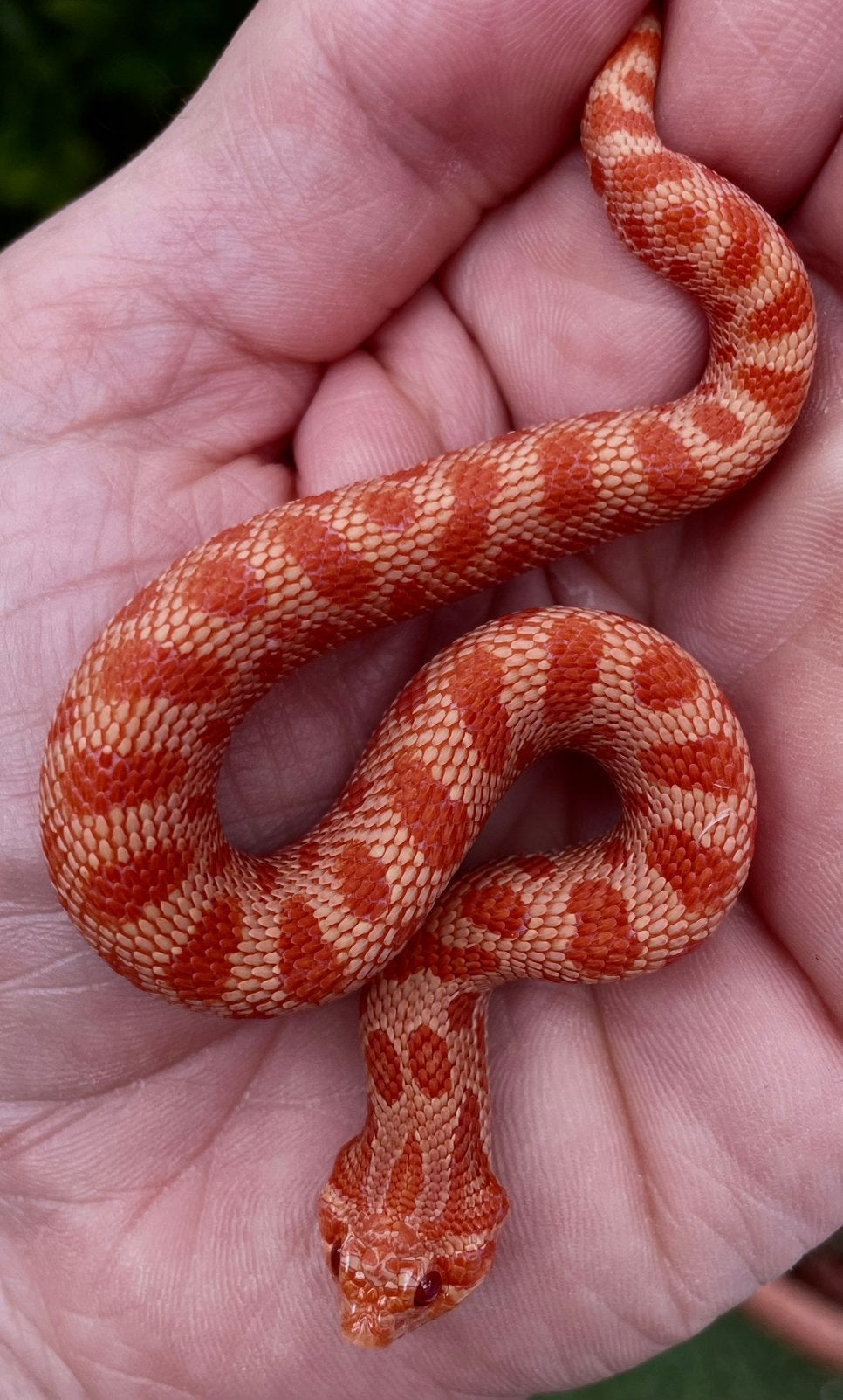 Heterodon nasicus Extreme Red Sunburst, Dieren en Toebehoren, Slang, 0 tot 2 jaar