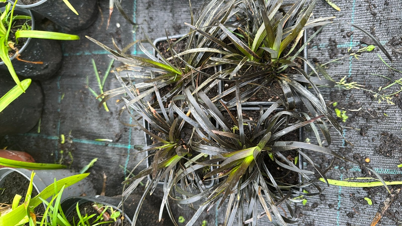 Zwart gras (Ophiopogon planiscapus 'Niger') - 50% korting!, Tuin en Terras, Planten | Tuinplanten, Ophalen, Vaste plant, Siergrassen