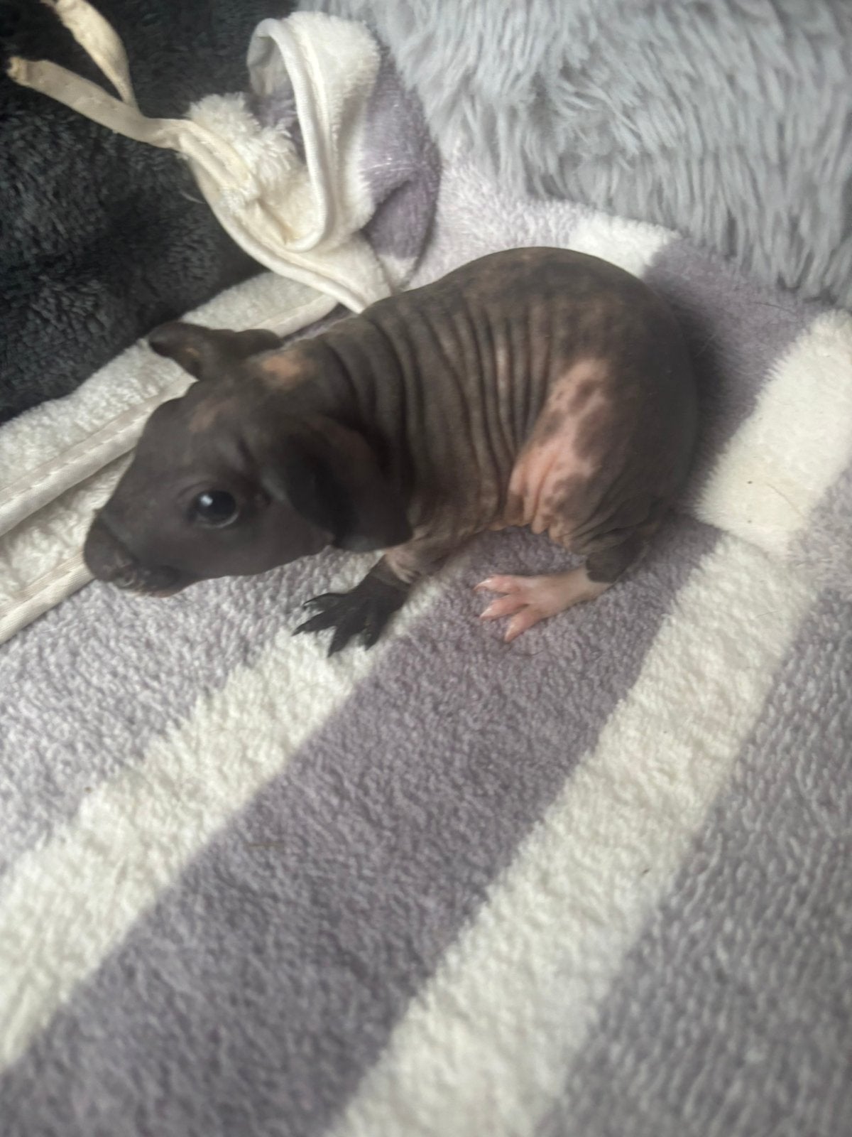 Skinny cavia beer mag vanaf 26ste verhuizen, Dieren en Toebehoren, Augustus, Mannelijk, Cavia
