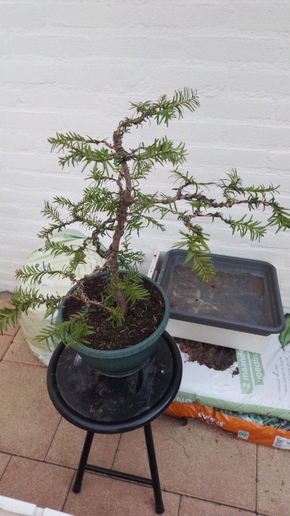 Bonsai Taxus, Tuin en Terras, Bloeit niet, Halfschaduw, Overige soorten, Minder dan 100 cm