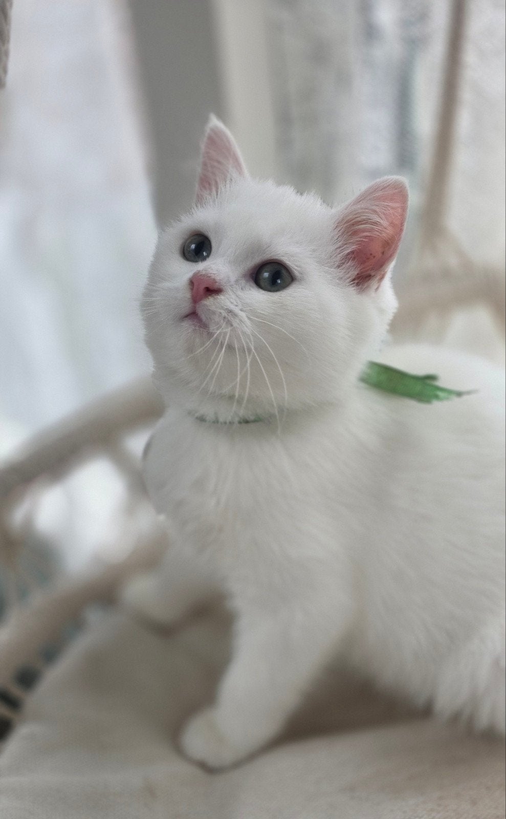 Britse korthaar kater Langhaar poes
