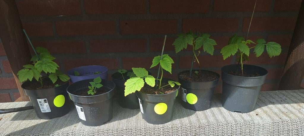 Gele framboos, Ophalen, Volle zon, Vaste plant, Zomer