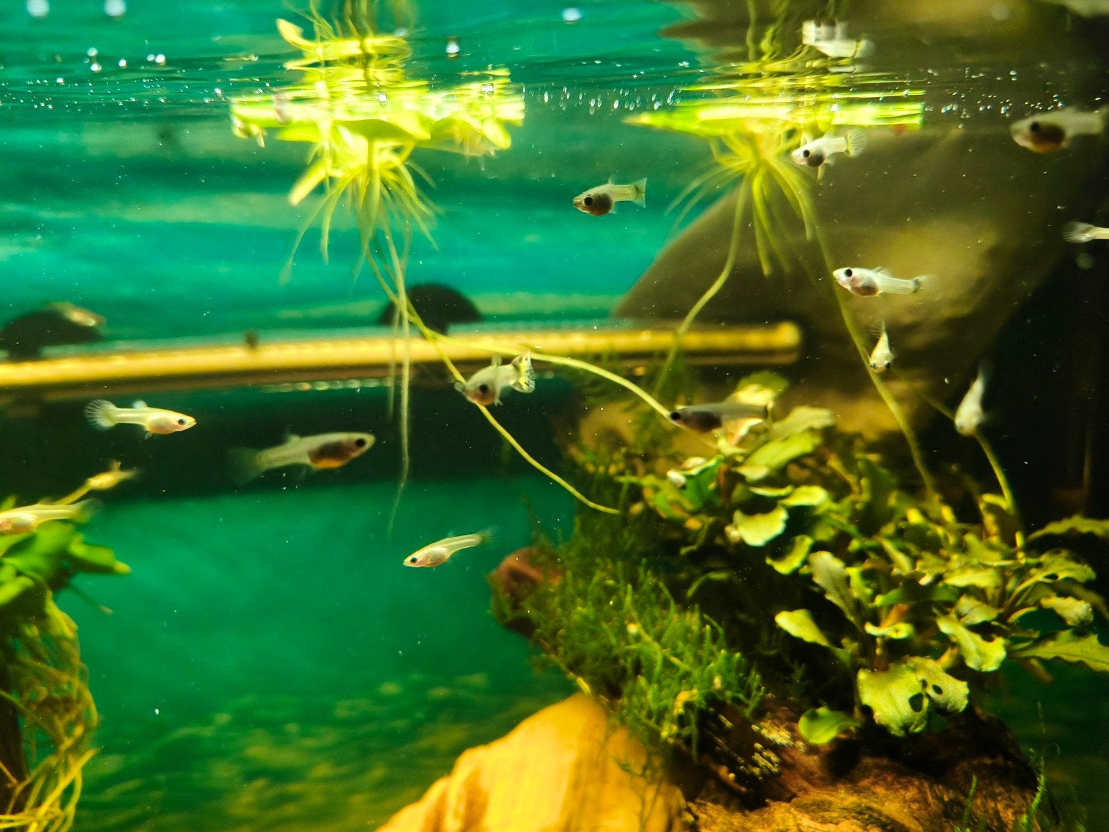 Guppys, Dieren en Toebehoren, Vissen | Aquariumvissen