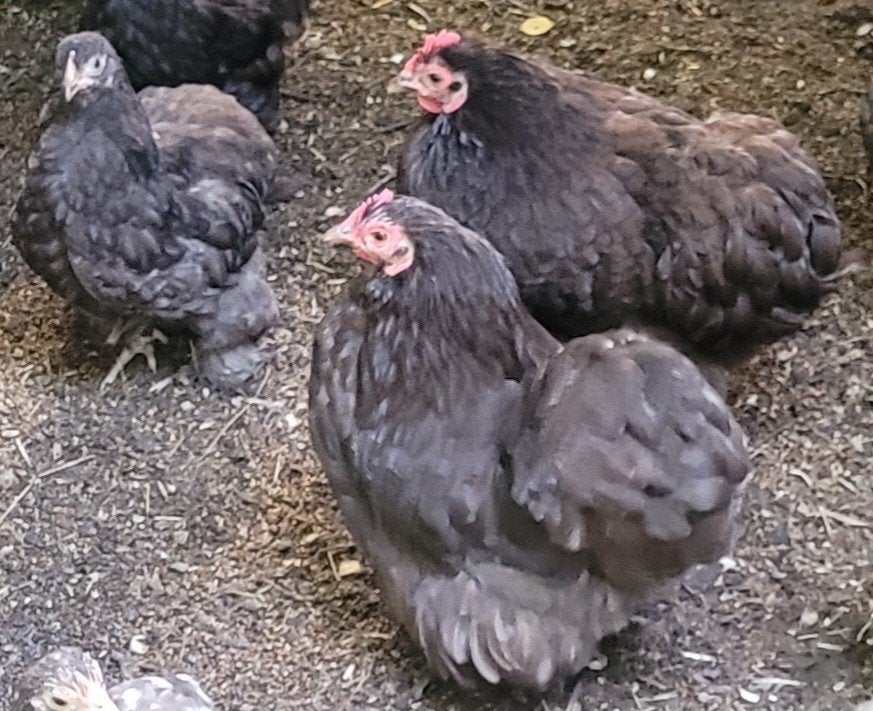 Choco Cochin kriel kippen, Dieren en Toebehoren, Meerdere dieren, Kip