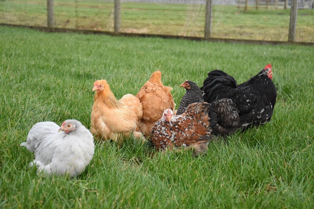 Kindvriendelijke kippen | Rustige kip | Cochin krielen, Dieren en Toebehoren, Pluimvee, Vrouwelijk, Kip