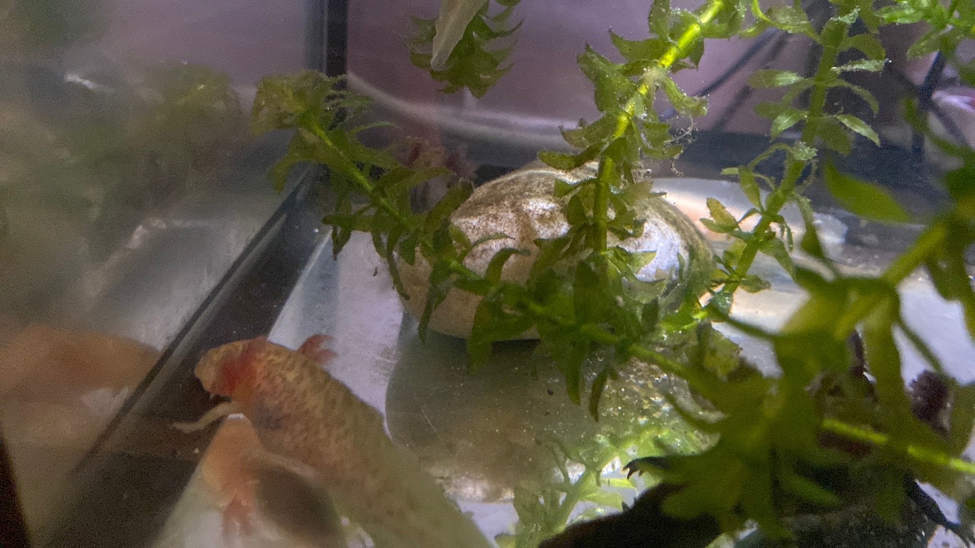 Axolotl, Amfibie, 0 tot 2 jaar
