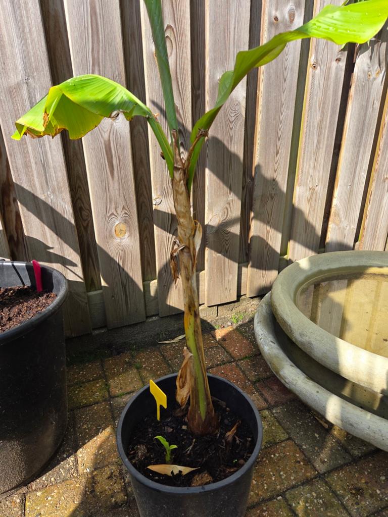 Banaan Musa Basjoo 90 cm, Ophalen, Minder dan 100 cm, Overige soorten, Zomer